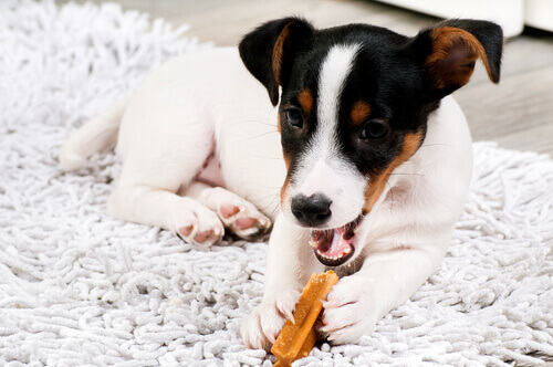 Scoprite il miglior integratore per il vostro cane