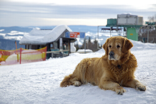 Dove lasciano le persone famose i loro animali domestici?