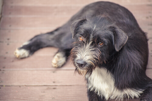 Crocchette contraccettive per cani randagi