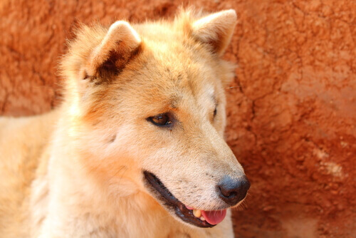 Il vostro cane soffre di problemi di stomaco? Aiutatelo!
