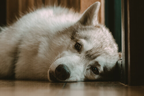 E se il mio cane la notte non dorme?