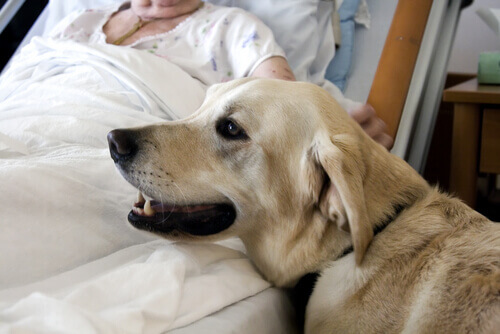 cane vicino a donna nel letto in ospedale