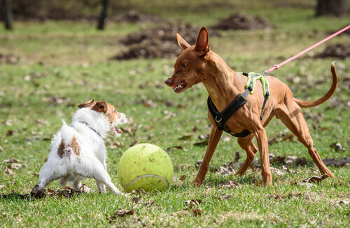 I cani possono diventare aggressivi per il comportamento dei padroni