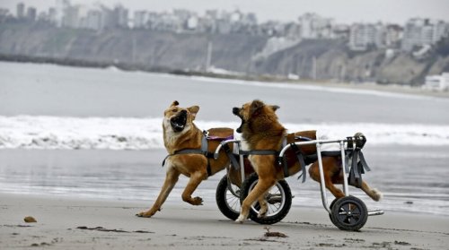 Aperto in Perù un rifugio per cani disabili