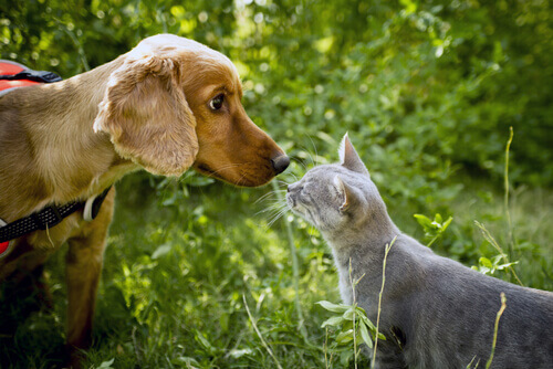 Cani e gatti: amicizia impossibile?