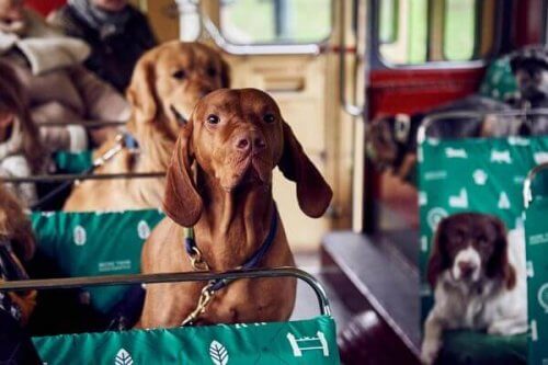 Londra crea un autobus per cani