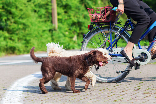 Se portate il vostro cane in bicicletta, seguite questi consigli