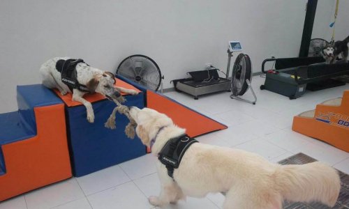 Body Dog, la prima palestra per cani