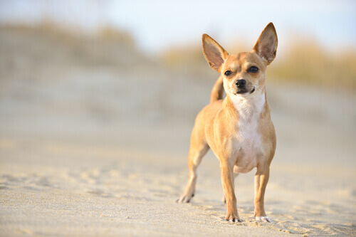 I Chihuahua: ideali per le case piccole