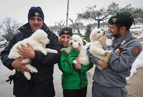 Tre cuccioli sono stati salvati dalle macerie dell'hotel Rigopiano