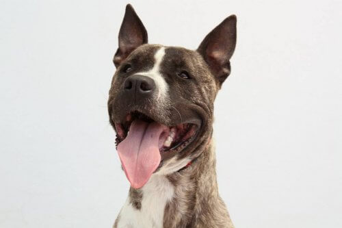 Ecoy, il cane rubato per essere impiegato nei combattimenti illegali, cerca casa