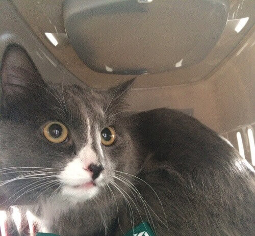 Un gatto russo guadagna 520 dollari al mese