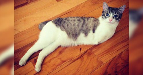 Una gattina con due zampe e la sua commovente storia: Dino Cat