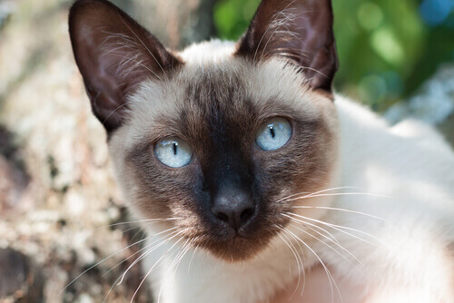 Il Siamese, un gatto molto elegante