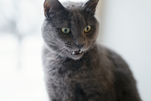 gatto grigio con occhi verdi