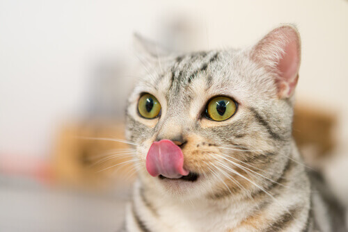7 alimenti che i gatti adorano