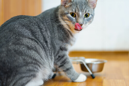 Perché il gatto non può mangiare troppa frutta e verdura?