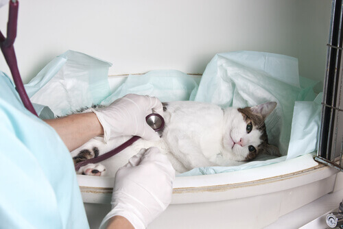 I 5 casi di emergenza più comuni in una clinica veterinaria