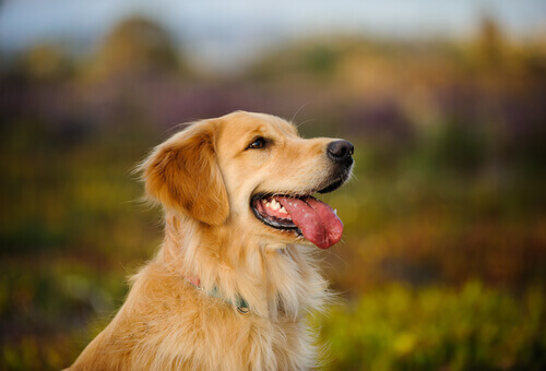 Golden Retriever: uno dei cani migliori per le famiglie