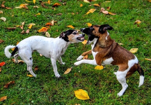 Come fermare un litigio tra cani?