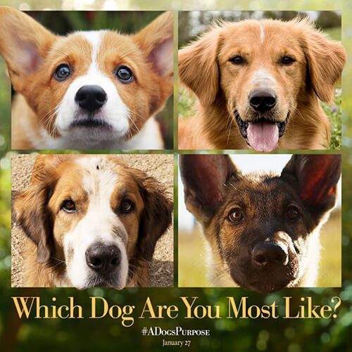 locandina no maltrattamento animali