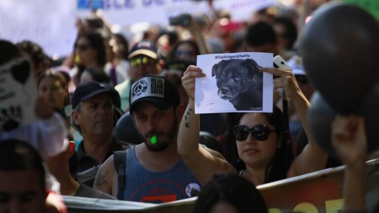 Il Cile approva un'importante legge in difesa degli animali