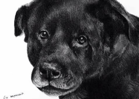 Difesa degli animali: il Cile approva la Legge "Cholito"