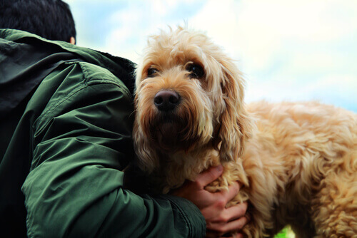 I segreti della vera amicizia tra cani e persone