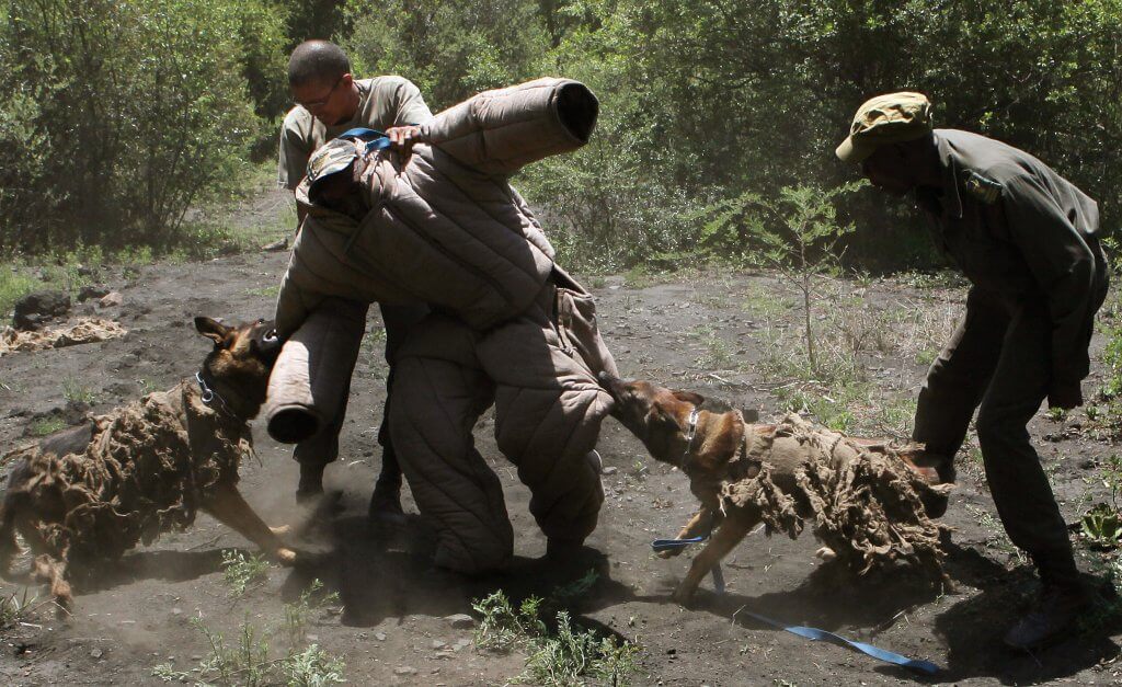 Cani contro la caccia illegale in Africa