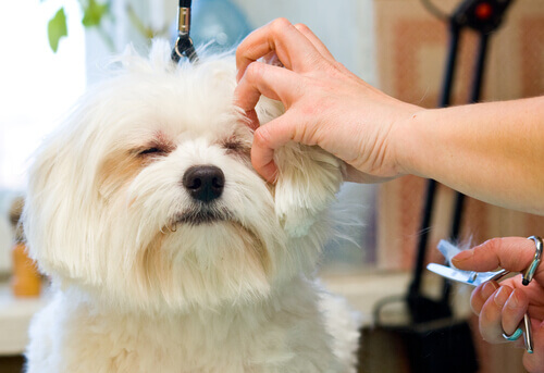 Il vostro cane ha il pelo duro? Scoprite la tecnica dello Stripping!