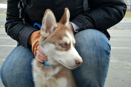 Comprare o adottare: qual è la scelta migliore nel mio caso?