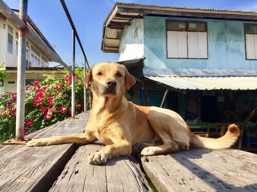 Norme da rispettare per mantenere buoni rapporti tra cane e vicinato