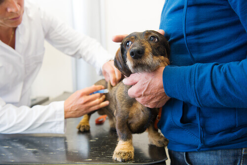 Ecco i vaccini obbligatori per i vostri cani