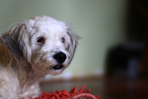 Sapevate che anche i cani possono essere intolleranti al glutine?