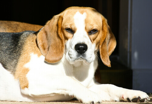 Esistono cani scontrosi?