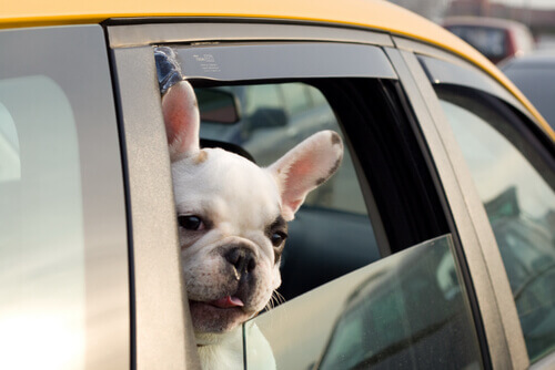 Viaggiare in taxi con il proprio cane