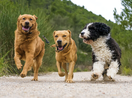Cani che corrono