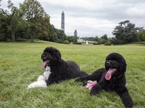 Bo e Sunny, i cani di Obama