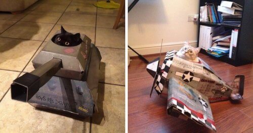 "Carri armati" e "aerei": soluzioni divertenti per gatti