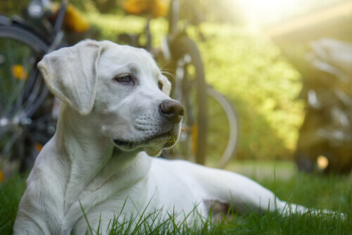 Esiste la chemioterapia per cani?