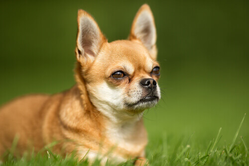 Cosa provoca la flatulenza nei cani?