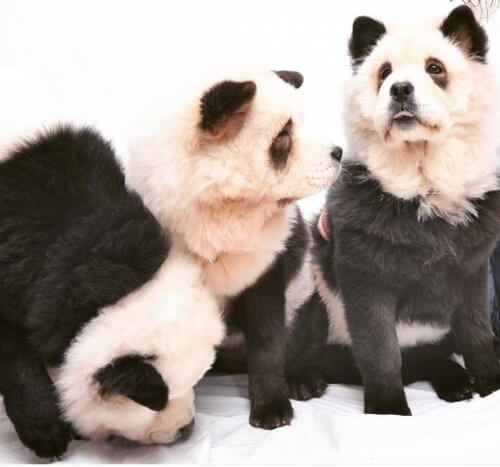 Chow Chow panda: è un cane o è un panda?