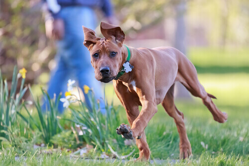 Se volete capire meglio il vostro cane, non perdetevi questi 5 libri