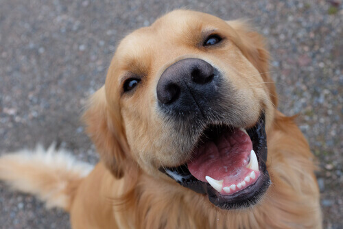L’importanza dei denti per i cani