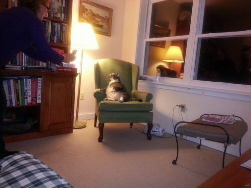 Il gatto più grosso al mondo vive in un hotel