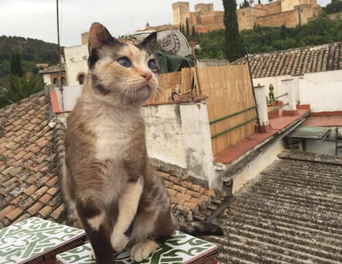 I gatti dell'Alhambra