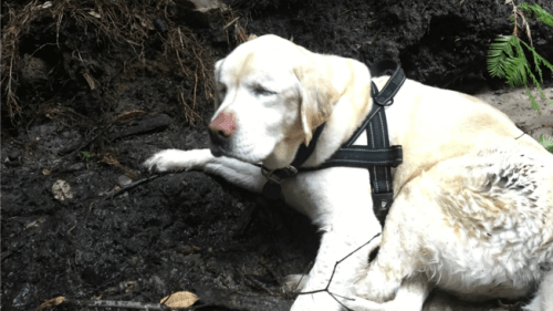 Una Labrador cieca sopravvive una settimana in un bosco