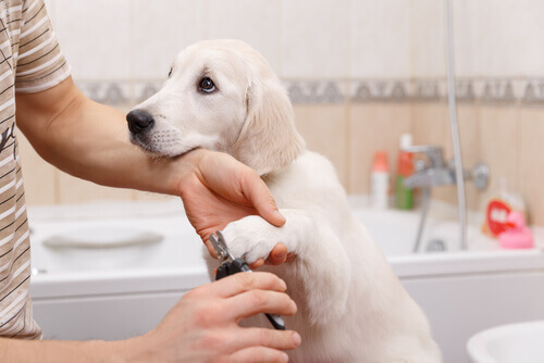 Manicure per cani: fatela in casa!