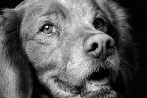 Refugiadogs, un portale delle associazioni di protezione animali