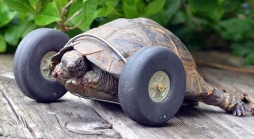 Ecco la tartaruga con la protesi a rotelle